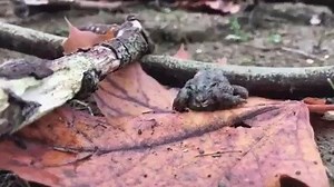 91K views · 592 reactions | Behold -- The Gracefullness of the Toad! | Music Addicts, Animal Lovers, Art and Places I Would Rather Be | Facebook