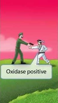 Campylobacter jejuni review with USMLE Where to Start guidance