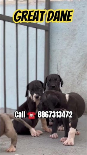 Royal Giant Great Dane Puppies for Sale 😍 | Massive Paws Huge & Cute! Great Dane Puppies Available 🐶