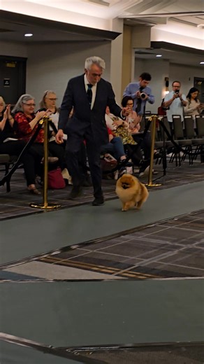 242K views · 5.6K reactions | ✨ The 2025 American Pomeranian Club...