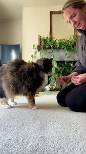 I cat sit for my friend Cheryl this week (she’s my aunt’s old neighbor who was helping my aunt’s ferals when my aunt had to move into assisted living)… Cheryl has two cats…Millie and Khloe (in the video). I’ve taken care of Cheryl’s cats like five times so far and Millie still has not made herself known to me. Khloe here, who was Cheryl’s mom’s cat that she took in, finally made herself known to me because she loves her wet food and loves Churus! Here we are making friends over a Churu. Sorry, C