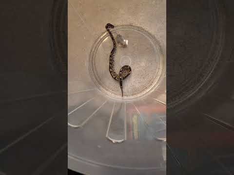 Feeding a ball python time lasp
