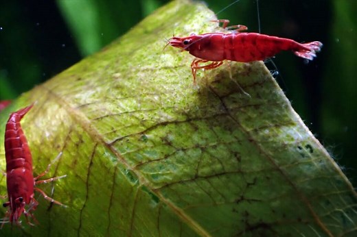 Bloody Mary Shrimp - Neocaridina davidi Shrimp Profile & Care Guide