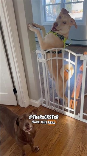 When Dogs Think Timeout Is Prison!