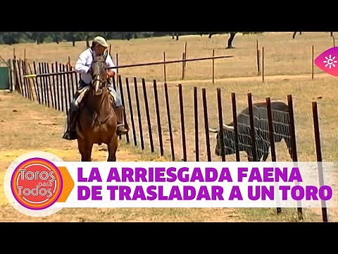 La arriesgada faena de trasladar a un toro solitario en el campo