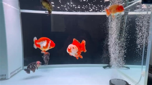 1.5K views · 81 reactions | Singapore Top 50 Most Powerful Goldfish Tanks 2025 Contestant 001 Tank Size: 106 x 50 x 68cm | Singapore Goldfish 新加坡金鱼 | Facebook