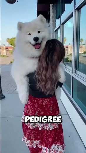 Top 5 most expensive dog breeds in the world