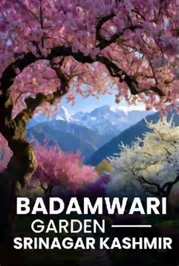 discover badamwari garden: when srinagar almonds bloom #badamwarigarden #srinagar,