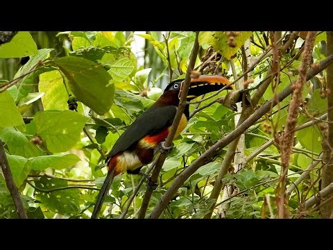 Araçari-castanho: Mata Ribeirinha! (Pteroglossus castanotis), Chestnut-eared Aracari.