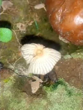 ☀️ Mes astuces pour des tomates rouges et savoureuses !@proffarid