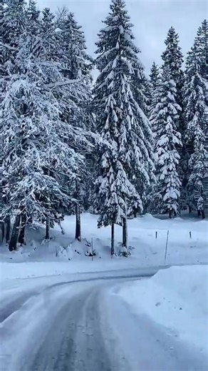 🦈TIK-TOK TAKE OVER FAMILY🦈 (@trum2024yessir)’s videos with nhạc nền - Chinese and English - Learning English