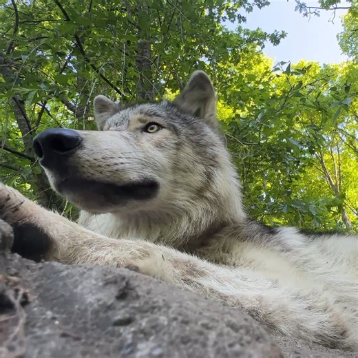 Incoming wolf kiss in 3... 2... 1... 😘 | Wolf Conservation Center