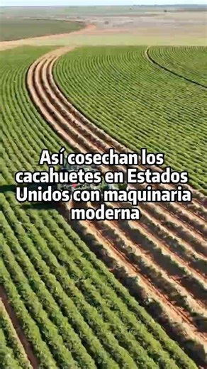 Así cosechan los cacahuetes en Estados Unidos con maquinaria moderna #Agricultura #cosecha
