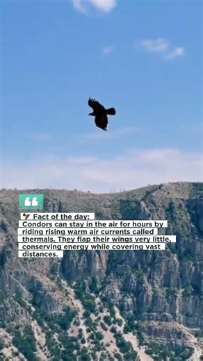 Condor Facts: The Master of Endless Flight.