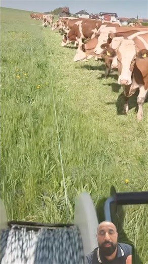 #agribusiness #cattle #rancher #farm #agri #ruralknowledge #dairycattle