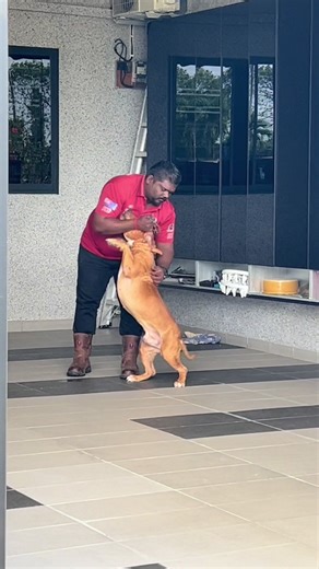 Dog Training: The Real Journey to Improvement