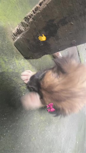 STRAWBERRY SQUAD🙃🍓🍓 (@strawberrysquad.officia0)’s videos with som original - 🕶