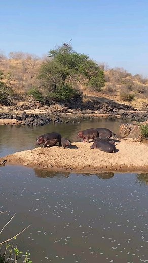 23K views · 53 reactions | The name 'hippo' is short form for...