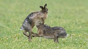 The Elusive Hare: How This Fast Runner and Boxer Outsmarts Wolves, Foxes, and Predators