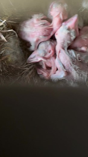 1.7K views · 79 reactions | Raven hatching update! The parents incubated them for about 3 weeks while the young grew inside. Now that the eggs have hatched, they’ll spend up to two months in the nest growing bigger, stronger, and learning to fly. Watch the live cam at wildcenter.org/visit/livecams/ravens | The Wild Center | Facebook