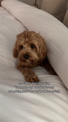 Olive the Cavapoo on Instagram: "It’s because I’m too cute 🥰 #cavapoo #dogsofinstagram #cutedogs #cavapoopuppy #funnydog"