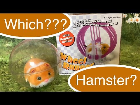ABL Happy Hamster Wheel Runner Unboxing Demonstration, Review & Comparison with ZURU Hamster Pet