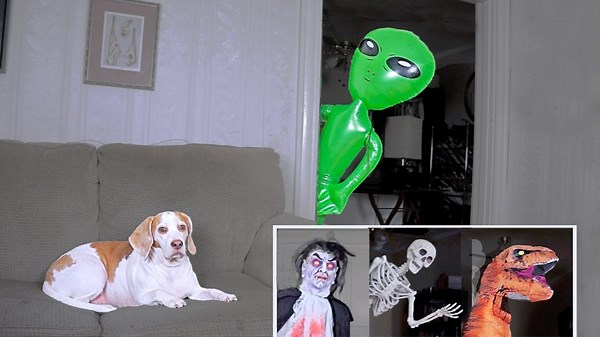 Funny Dog Gets Pranked Compilation: Hilarious Moments with Maymo