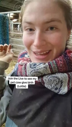 Come join the Live. She's due to. Calve today (10th December) #lottiethecow #calf #cow #birth #farm #live #animals #pet #livebirth | Jay Hollis | Facebook