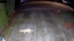 Wild Raccoon Vs Coyote (Wild Dog) | Min N Mundt | Facebook