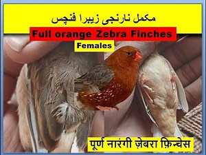 Full orange Zebra finch female types || finches || Wild life Birds || Pets | all birds | bird aviary