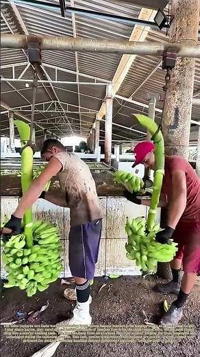 Harvesting Banana Bunches: How Workers Trim and Prep Fruit for Washing