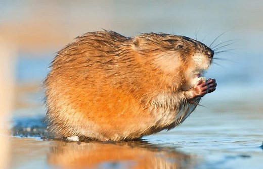 What Do Muskrats Eat?