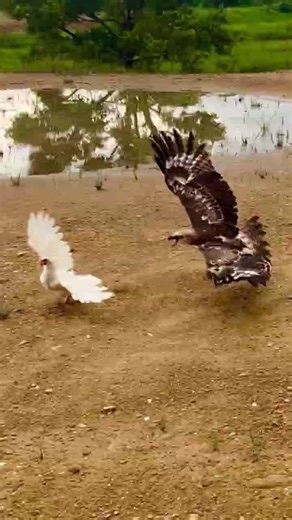 592K views · 1.6K reactions | falconer attacks bird ...