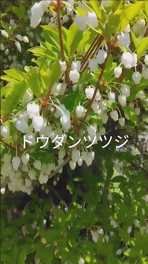 可憐な白い花#ドウダンツツジ#花言葉#素直な告白#上品#節制#ドウダンツツジ属#落葉低木 #flowers