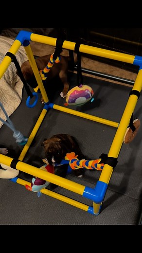 “Clear blue water, high tide came and brought you in…” 🌊✨ Tonight it’s full bellies and endless zoomies — our RAM Boxer puppies are playing their hearts out together, turning the evening into pure magic. 🐾💕 📩 ramBoxersTX@gmail.com 🌐 www.RAMBoxers.com #BoxerPuppies #RAMBoxers #ThisLoveTaylorsVersion #PuppyJoy #FYP #dogsofinstagram #instagram #dog #puppy #boxer #boxerdog #music #doglovers #love | Ram Boxers