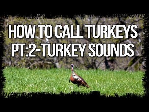 How To Call Turkeys Part 2: Turkey sounds - Turkey Hunting Tips