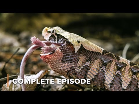 Venom Power: The Deadly Strike of Snakes | Wild Hunters 103+104