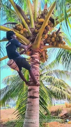Scaling New Heights: The Art of Coconut Harvesting