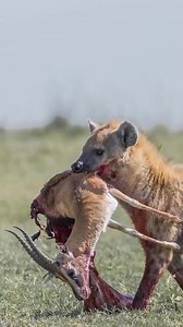 75K views · 115 reactions | FollowIG @bigcatsnamibia Now! A spotted...