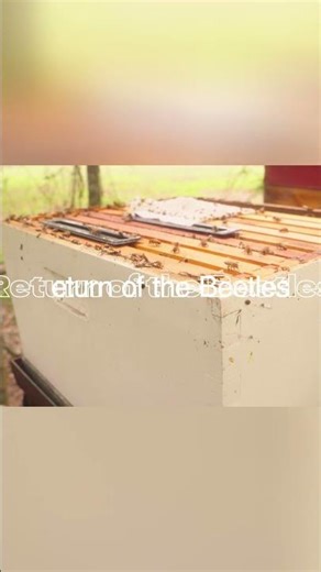 Beekeeping Nightmare: Hive Beetles OVERTAKE All Colonies! #shorts