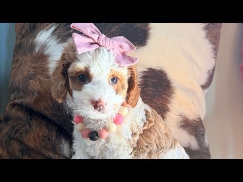 Montana Temperament Test (Penny & Louie Cavapoo Jan 2026)