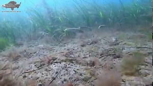 102K views · 4.3K reactions | shoal of red mullet feeding | Jack Perks Wildlife Media | Facebook