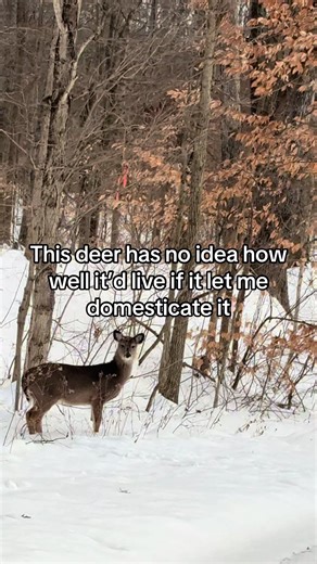 You’d never have to brave the cold again #babydeer #deer | pet deer