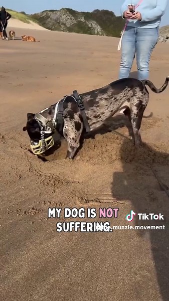 Muzzle Training: Tips for New Dog Owners