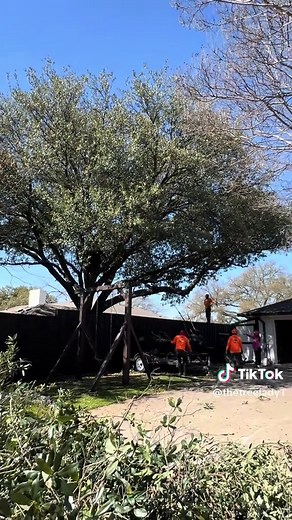 Super Bowl 2026 Halftime Show: The Tree Lady's Unique Performance