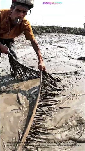 Mud Mucking Mastery: How Fishermen Uncover Aquatic Treasures