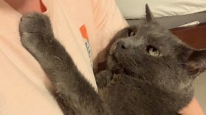 Leukemia cat was languishing in shelter. This woman took him home. | GeoBeats Animals