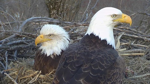Decorah Eagles Cam - watch live footage of Bald Eagles  | Explore.org