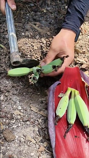 Planting Blue Java banana Tutorial #farming #shorts