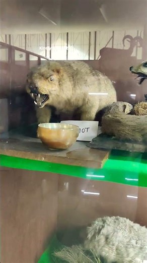 Shri Pratap Singh Museum, Wazir Bagh Srinagar #shortsfeed